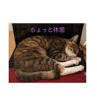猫のマカロン（個別スタンプ：22）