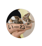 猫のマカロン（個別スタンプ：23）