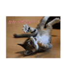猫のマカロン（個別スタンプ：24）