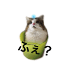 M＆S vol.01（個別スタンプ：8）