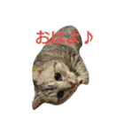 猫顔話（個別スタンプ：1）