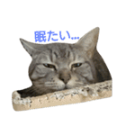 猫顔話（個別スタンプ：2）