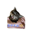猫顔話（個別スタンプ：3）