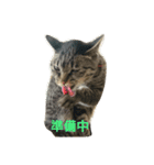 猫顔話（個別スタンプ：4）