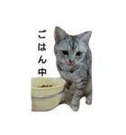 猫顔話（個別スタンプ：5）
