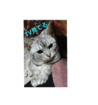 猫顔話（個別スタンプ：6）