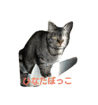 猫顔話（個別スタンプ：7）