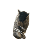 猫顔話（個別スタンプ：8）