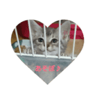 猫顔話（個別スタンプ：9）