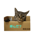 猫顔話（個別スタンプ：10）
