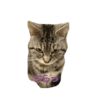 猫顔話（個別スタンプ：11）