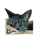 猫顔話（個別スタンプ：12）