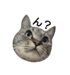 猫顔話（個別スタンプ：13）
