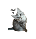 猫顔話（個別スタンプ：14）