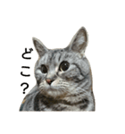 猫顔話（個別スタンプ：15）