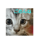 猫顔話（個別スタンプ：17）