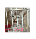 猫顔話（個別スタンプ：20）
