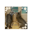 猫顔話（個別スタンプ：21）