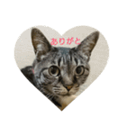 猫顔話（個別スタンプ：22）