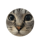 猫顔話（個別スタンプ：23）