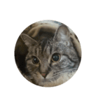 猫顔話（個別スタンプ：24）