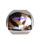 ゆぃ＆もぁ（個別スタンプ：2）