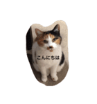 ゆぃ＆もぁ（個別スタンプ：3）