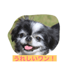 ギッズモ（個別スタンプ：1）