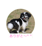 ギッズモ（個別スタンプ：6）
