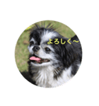 ギッズモ（個別スタンプ：7）