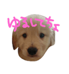 marorokami（個別スタンプ：1）