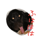 marorokami（個別スタンプ：3）