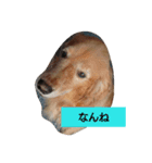 marorokami（個別スタンプ：6）