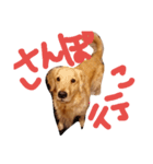ぶもぉぉぉ（個別スタンプ：4）