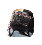黒パグモンちゃんのスタンプ（個別スタンプ：31）