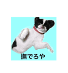 狆スタンプ（個別スタンプ：1）