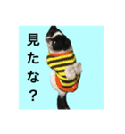 狆スタンプ（個別スタンプ：4）