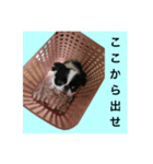 狆スタンプ（個別スタンプ：5）