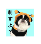 狆スタンプ（個別スタンプ：7）