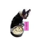 Boston Mumu（個別スタンプ：6）