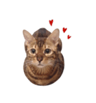 cacamiao daily（個別スタンプ：2）