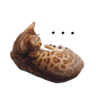 cacamiao daily（個別スタンプ：3）