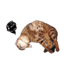 cacamiao daily（個別スタンプ：7）