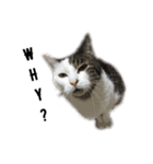 ねこ君スタンプ（個別スタンプ：1）