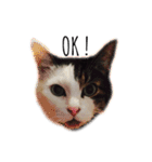ねこ君スタンプ（個別スタンプ：3）