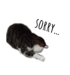 ねこ君スタンプ（個別スタンプ：6）