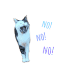 ねこ君スタンプ（個別スタンプ：8）