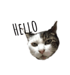 ねこ君スタンプ（個別スタンプ：10）