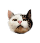ねこ君スタンプ（個別スタンプ：11）