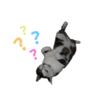 ねこ君スタンプ（個別スタンプ：12）